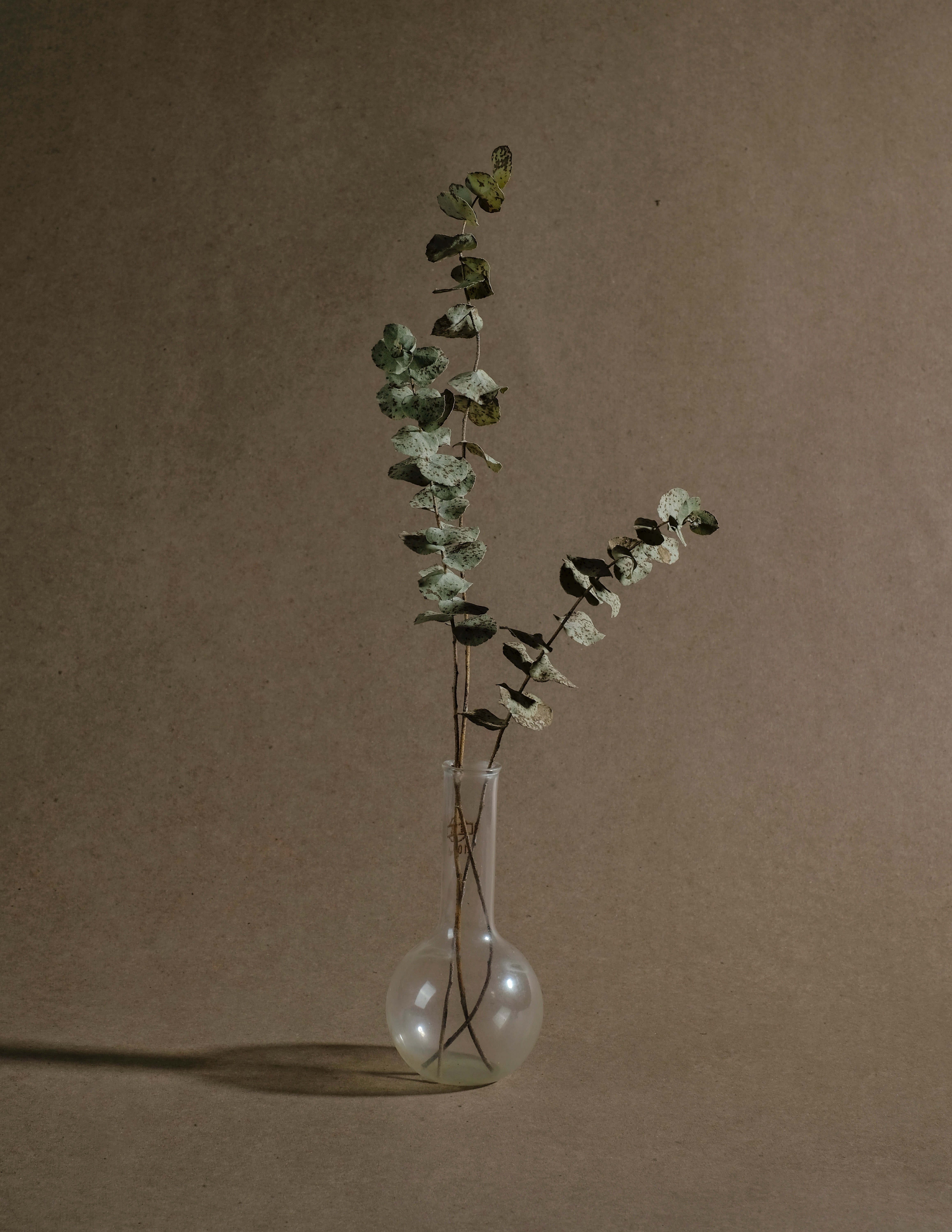 Silver Bamboo